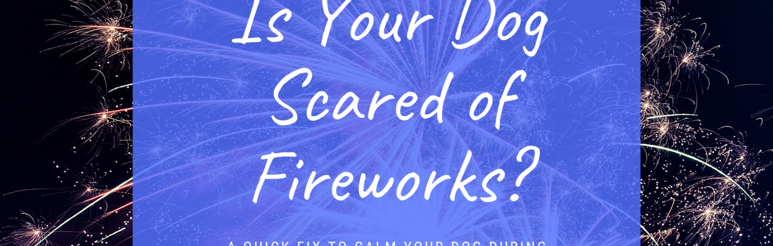 Is Your Dog Scared of Fireworks? | Dog Training