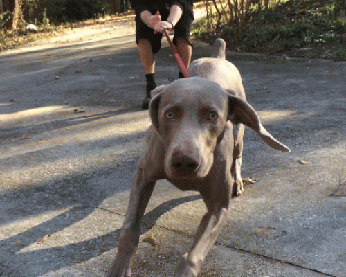 how to dog training videos