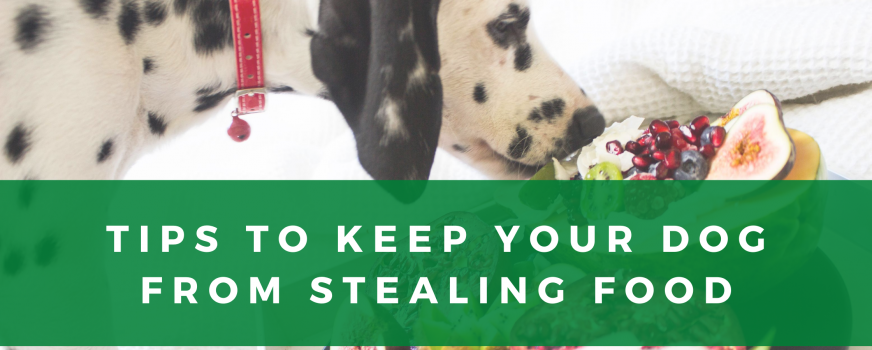 How To Keep Your Dog From Stealing Food